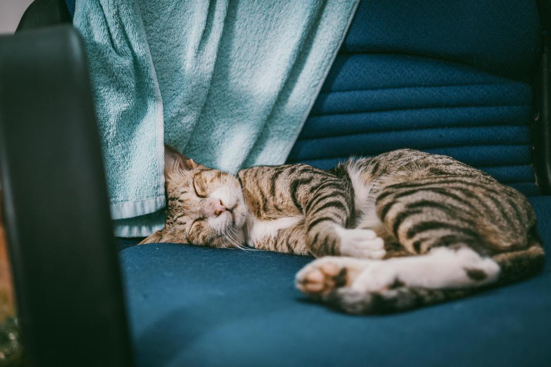 cat sleeping on a chair